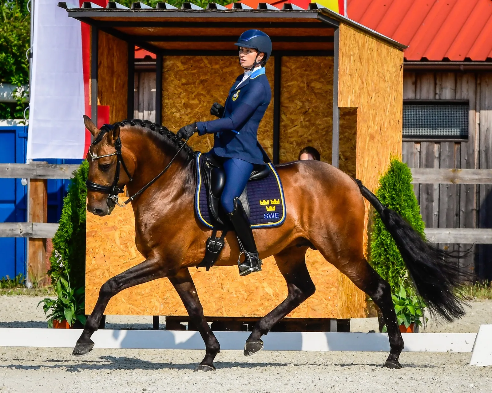 Dressage