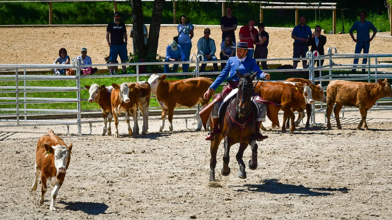 Cow Trial